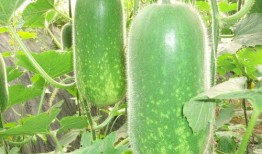 寿光网红大瓜 今日吃瓜榜单,今日吃瓜榜单揭秘网络热点